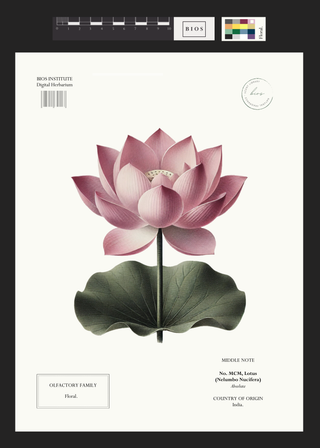 Lotus