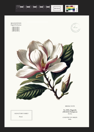 Magnolia