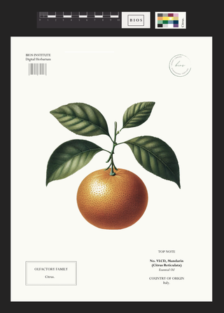Mandarin