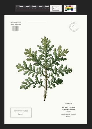Oakmoss