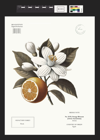 Orange Blossom