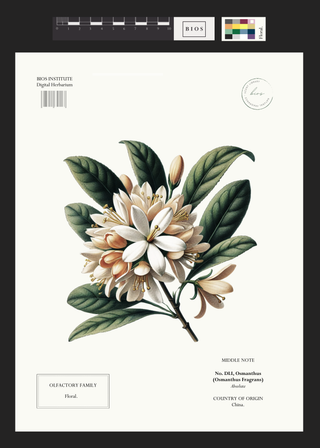 Osmanthus