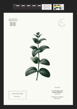 Peppermint