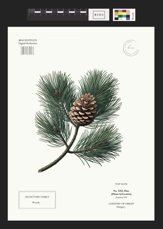 Pine