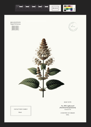 Spikenard