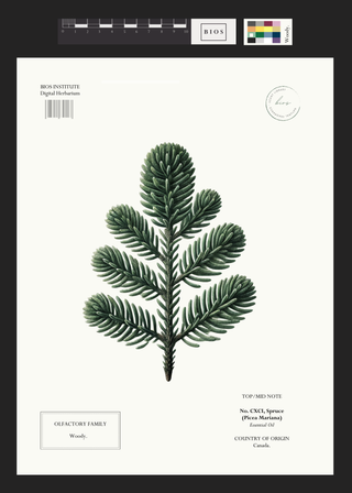 Spruce
