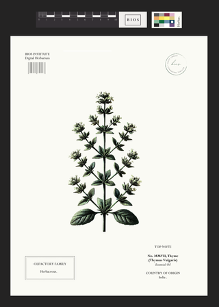 Thyme