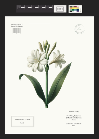 Tuberose