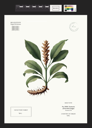 Turmeric