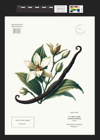 Vanilla