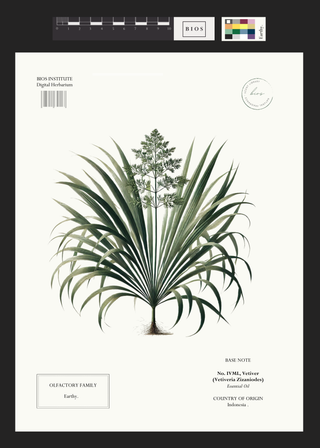 Vetiver