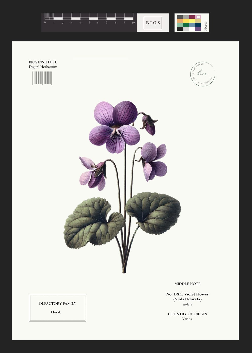 Violet Flower – BIOS APOTHECARY