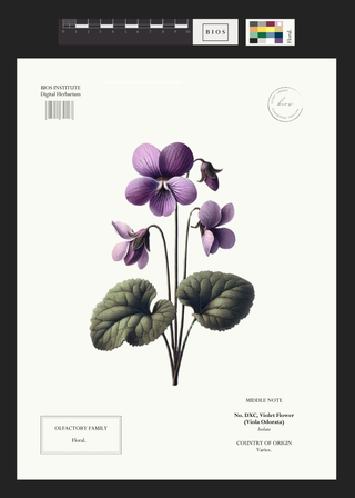 Violet Flower